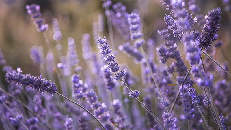 Lavender field