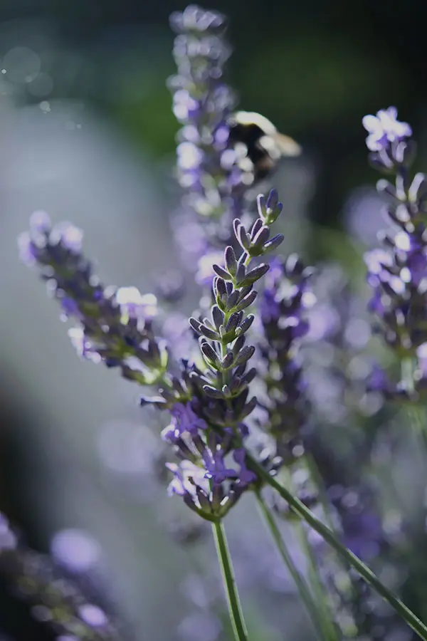 Purple lavender flowers with delicate buds, set against a soft focus background. A bumblebee is visible, suggesting a lively garden atmosphere.