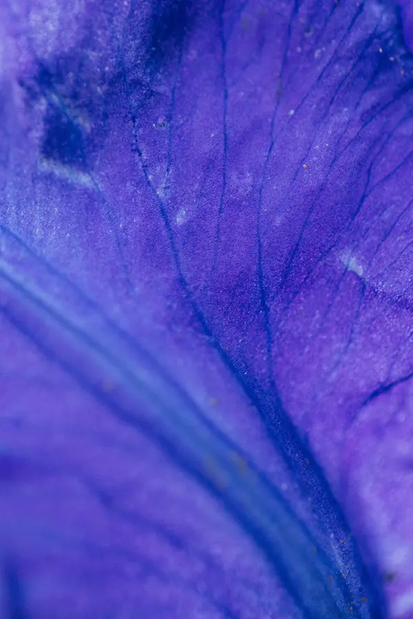 Close-up of a purple flower petal, showcasing intricate veins and textures. The vibrant hue ranges from deep indigo to lighter purples, creating a calming, natural aesthetic.