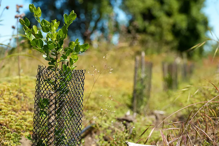 Small quillaia plants are protected by black mesh guards, standing in a grassy area with soft sunlight filtering through. The background features more similar protected plants, highlighting conservation efforts.