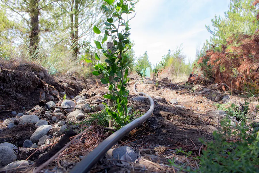 A quillaia plant grows alongside a winding irrigation hose on a rocky, earthy path, surrounded by shrubs and trees under a bright blue sky. The scene conveys a sense of natural growth and environmental care.