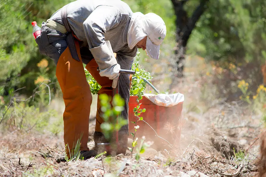 A person leans forward, using a spade to dig into the soil while planting young quillaia plants in a bright, sunny outdoor setting. They are dressed in protective clothing, with a sun hat and orange trousers, surrounded by greenery and scattered dust.