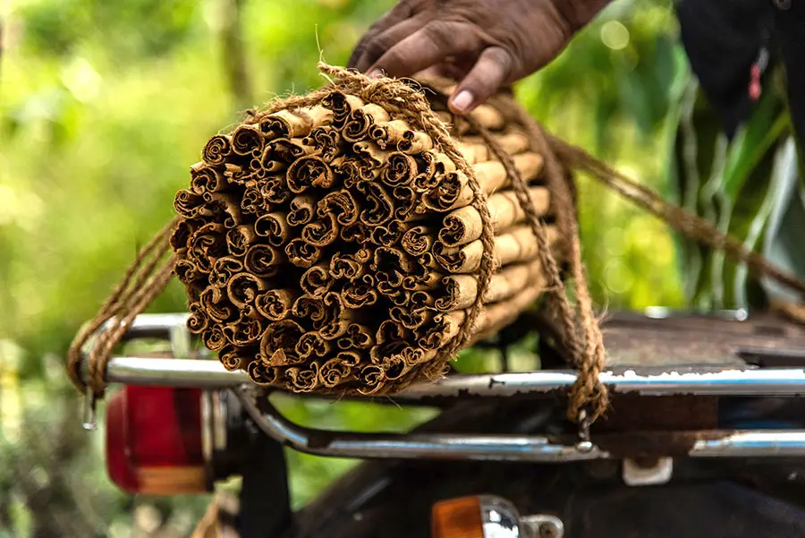 A close-up of tightly rolled cinnamon sticks bundled together, with a hand gently holding one end. The background features lush greenery, suggesting a natural setting.