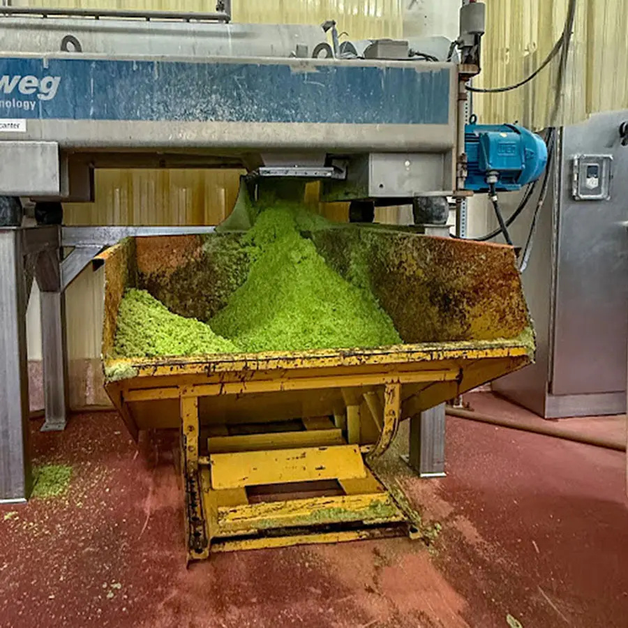 A large yellow bin is positioned beneath a machine, spilling pomace scraps onto the red floor. 