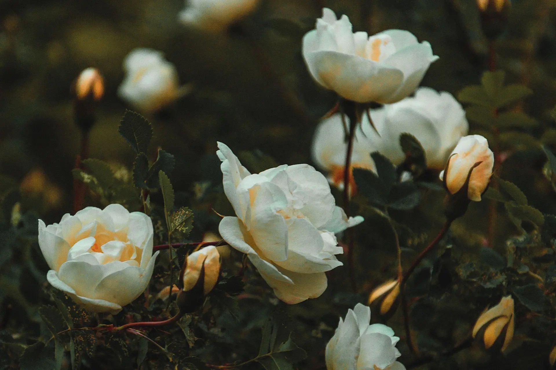 White flowers