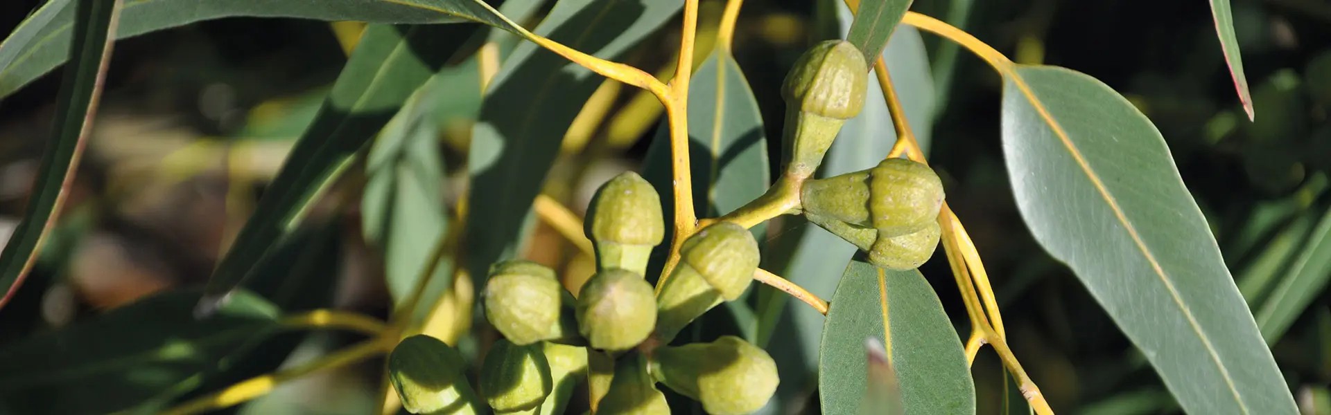 Eucalyptus tree