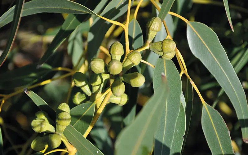 Eucalyptus tree