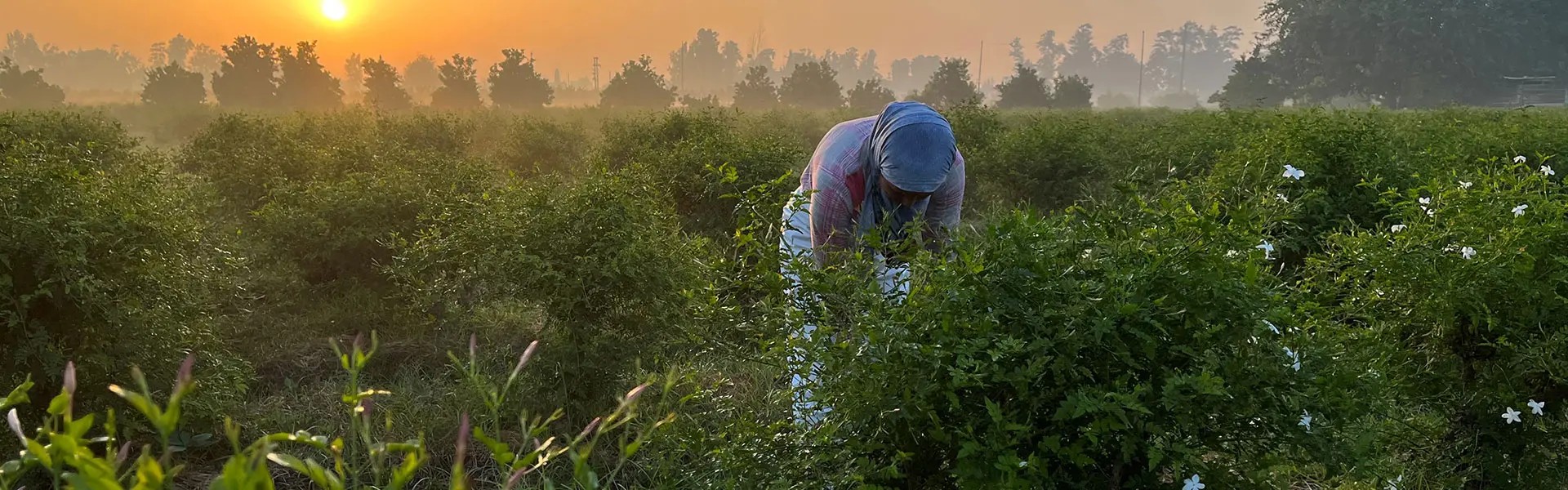 Jasmin harvest