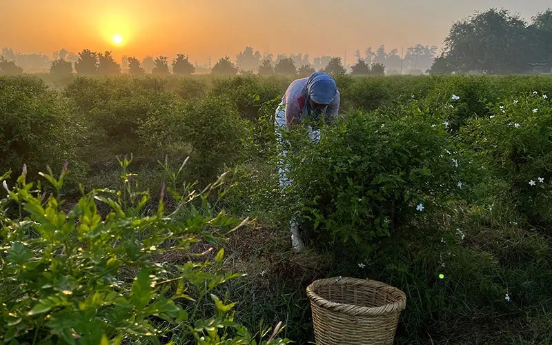 Jasmine harvest