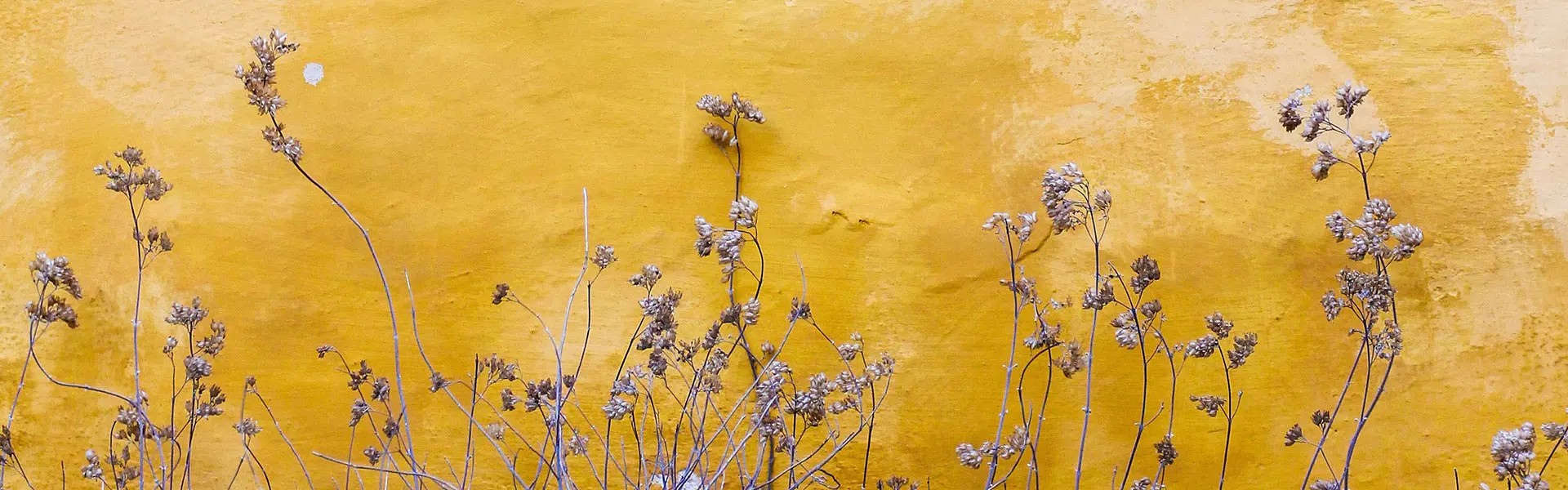 Wall flowers