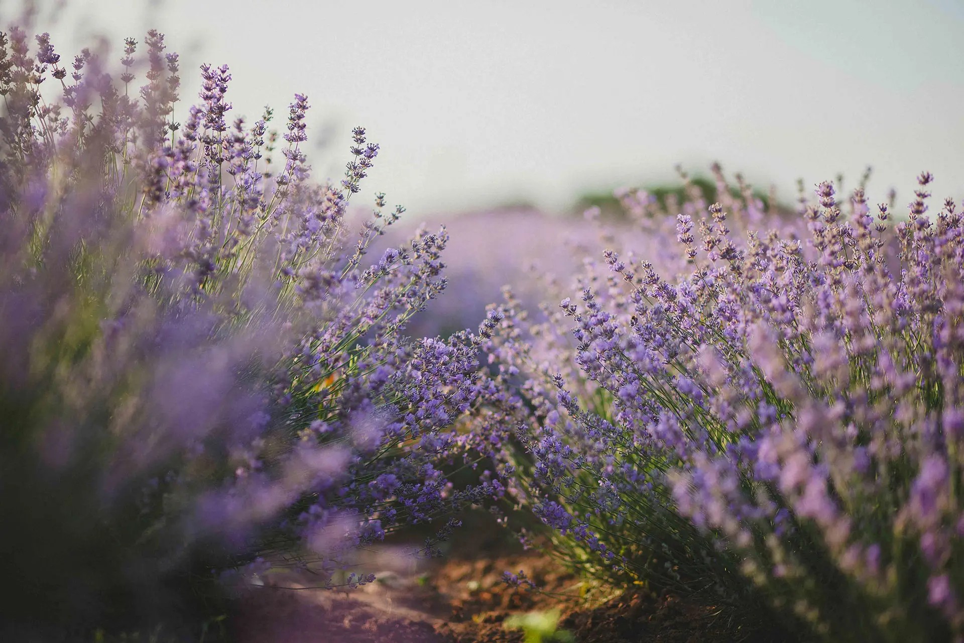 Lavender field