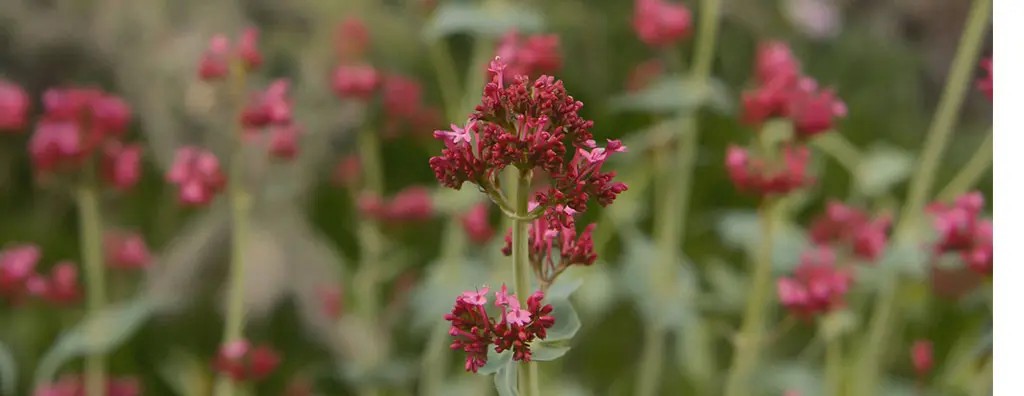 Close-up of a pink flower field