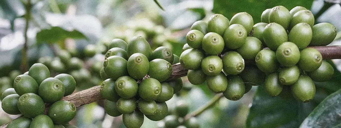 Green coffee beans