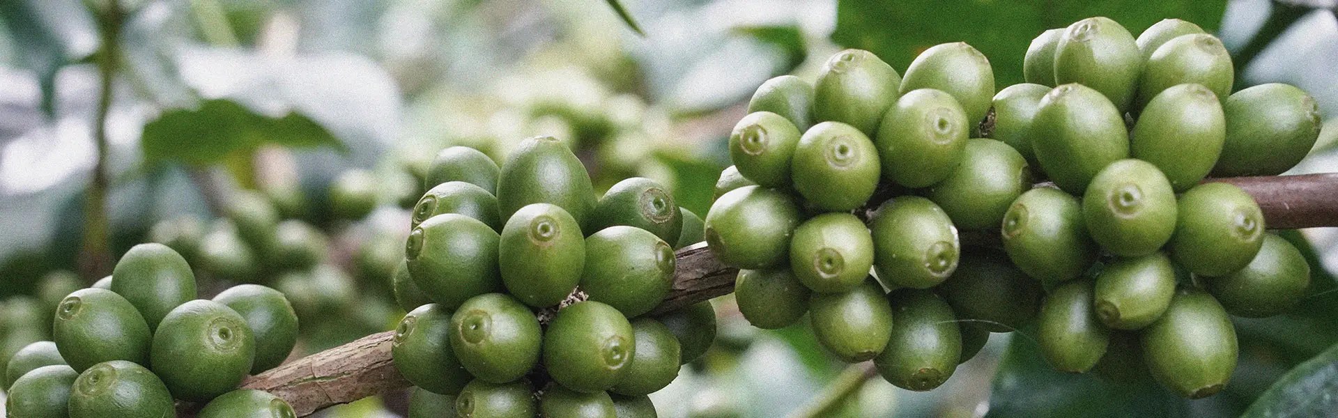 Green coffee beans