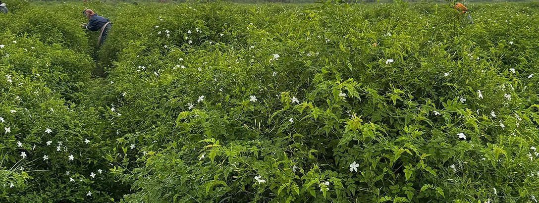 Field with jasmine