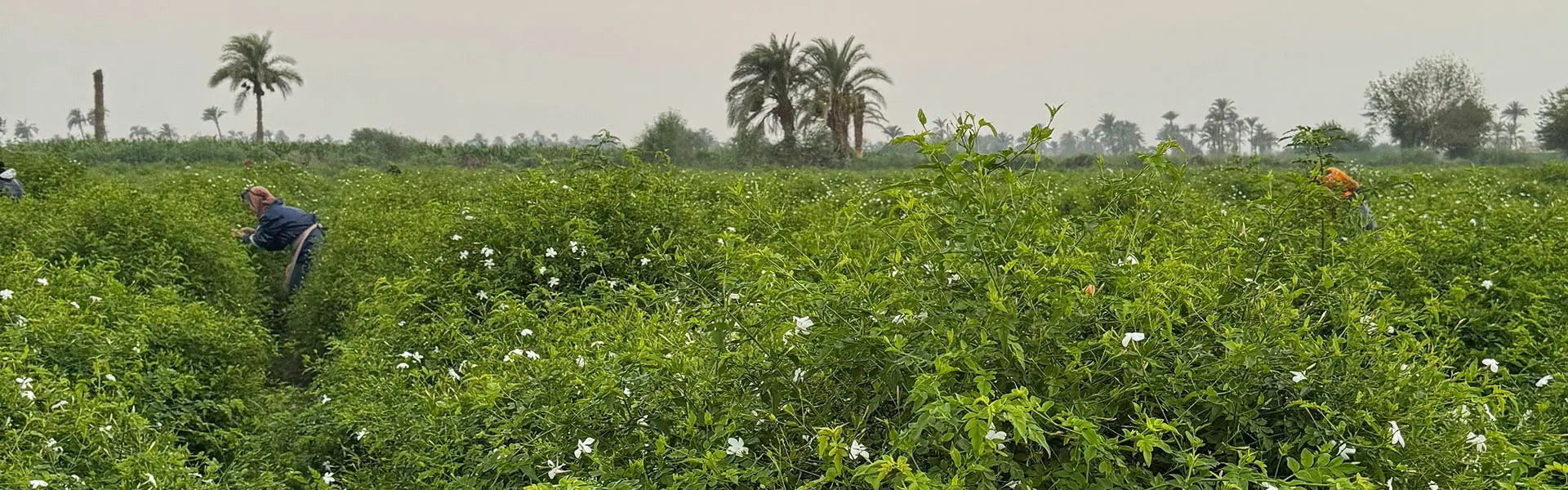 Jasmine field