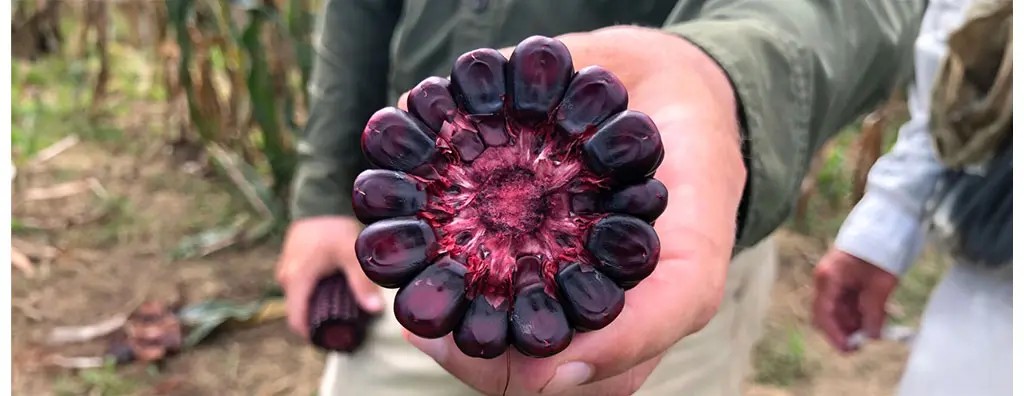 Cross section of purple corn