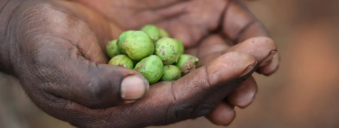 Sandelwood nuts