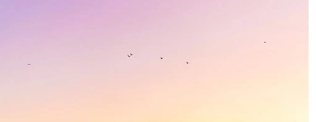 Birds in the sky