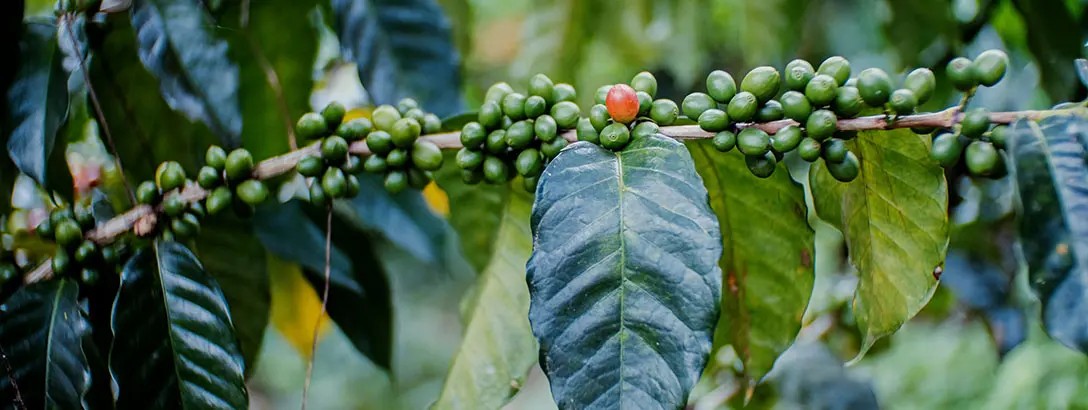 Brazilian coffee plant