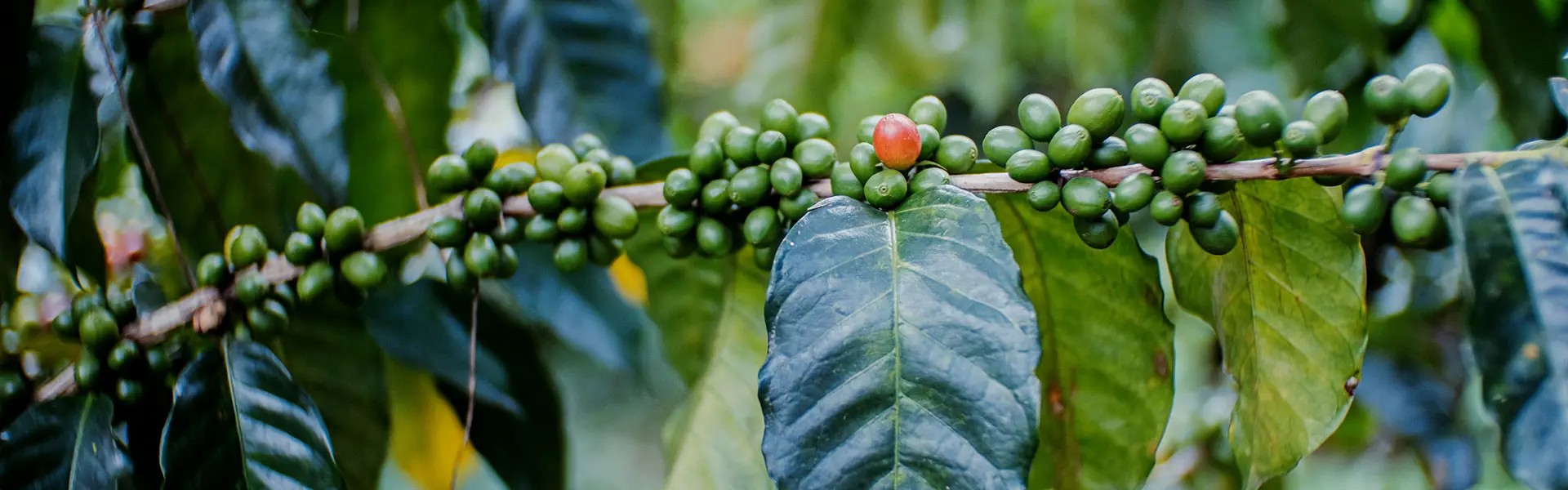 Brazilian coffee plant