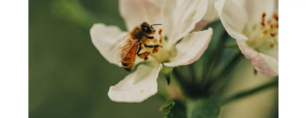 Bee on a flower