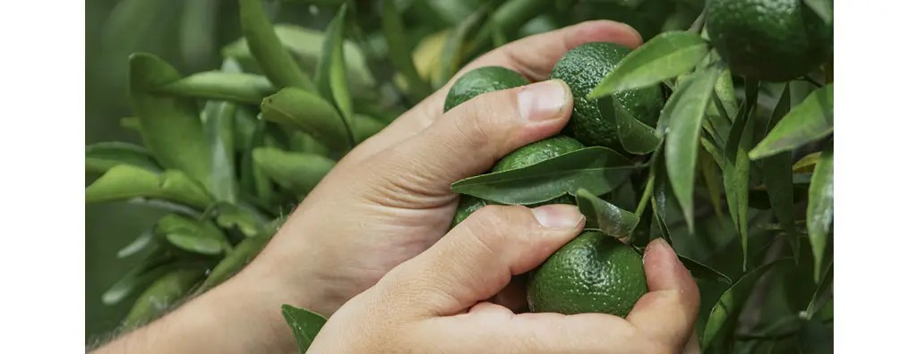 Harvesting citrus fruit