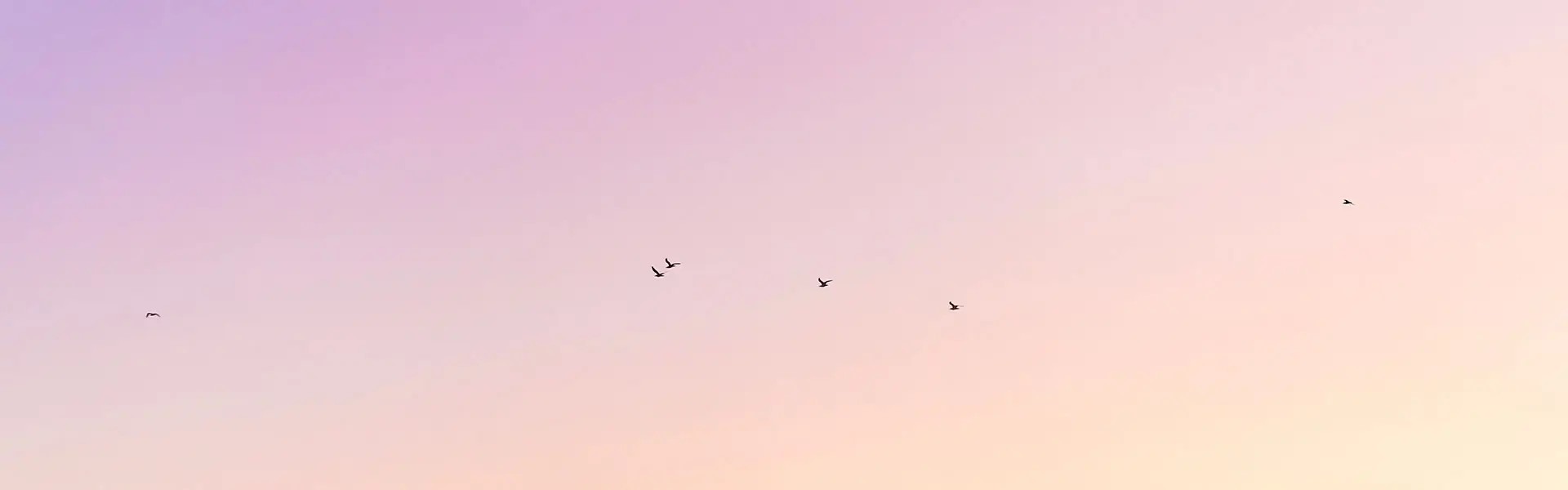 Birds in the sky