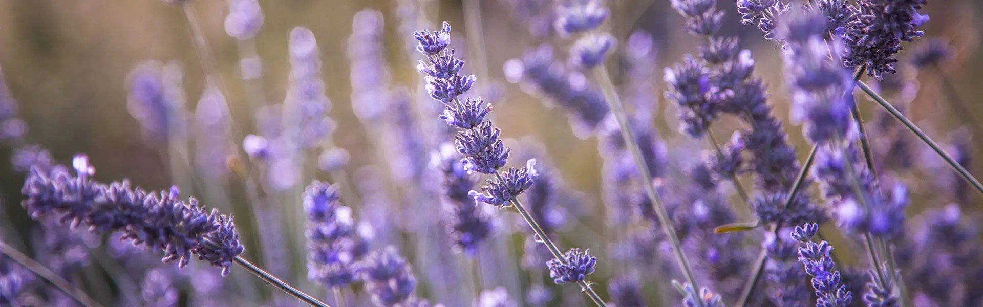 Field with lavender
