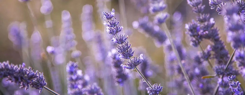 Lavender in field