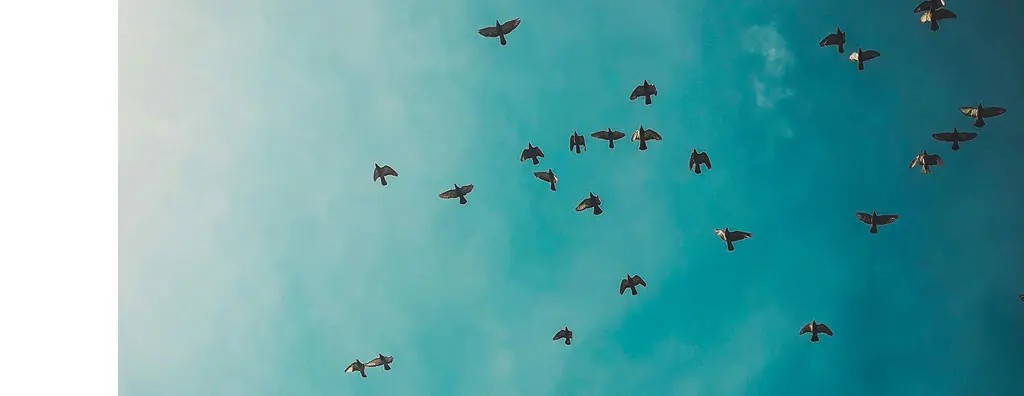 Birds in the sky