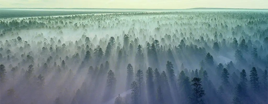 Pine forest