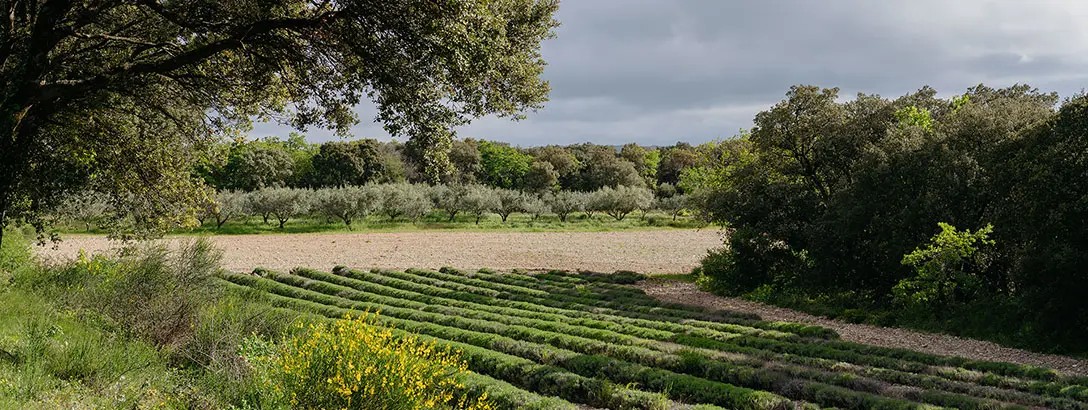 Agricultural fields