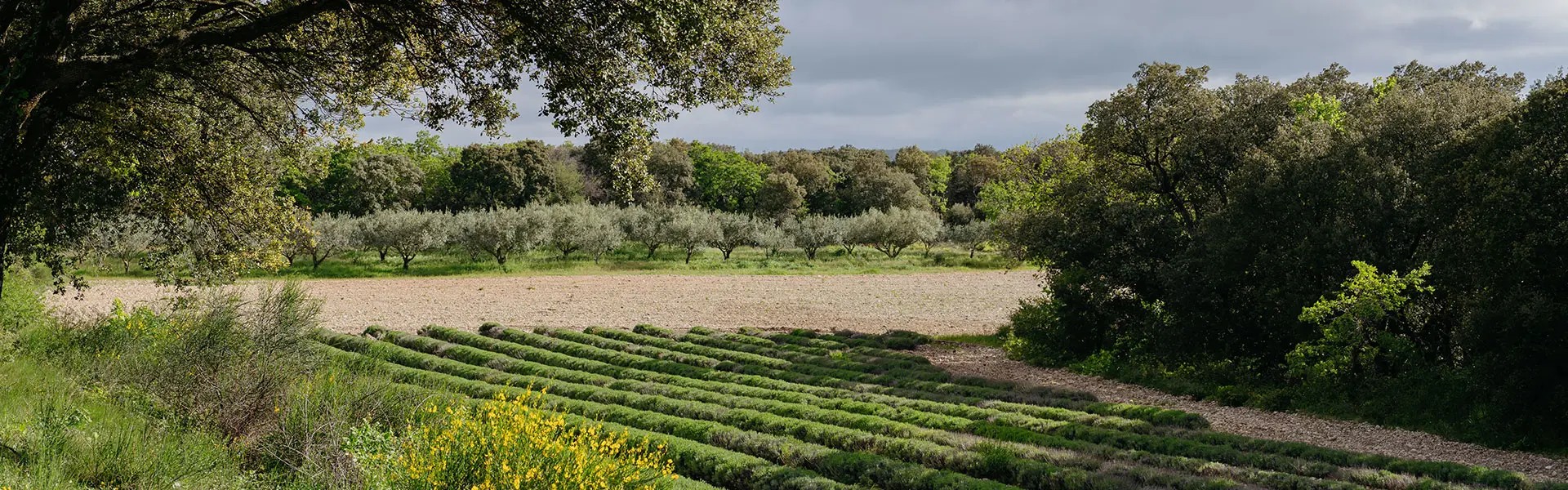 Agricultural fields