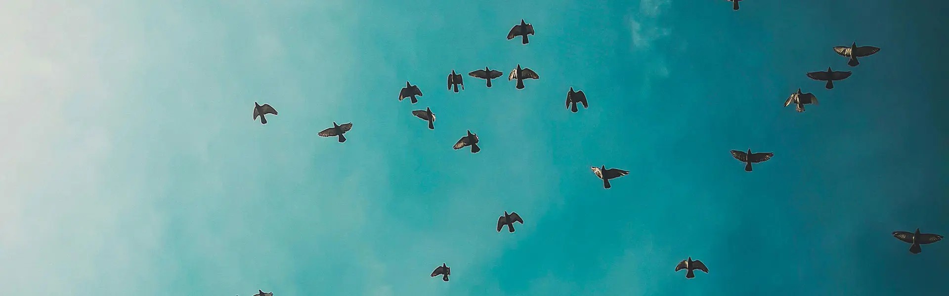 Birds in the sky