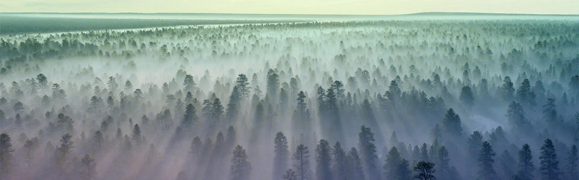 Pine forest