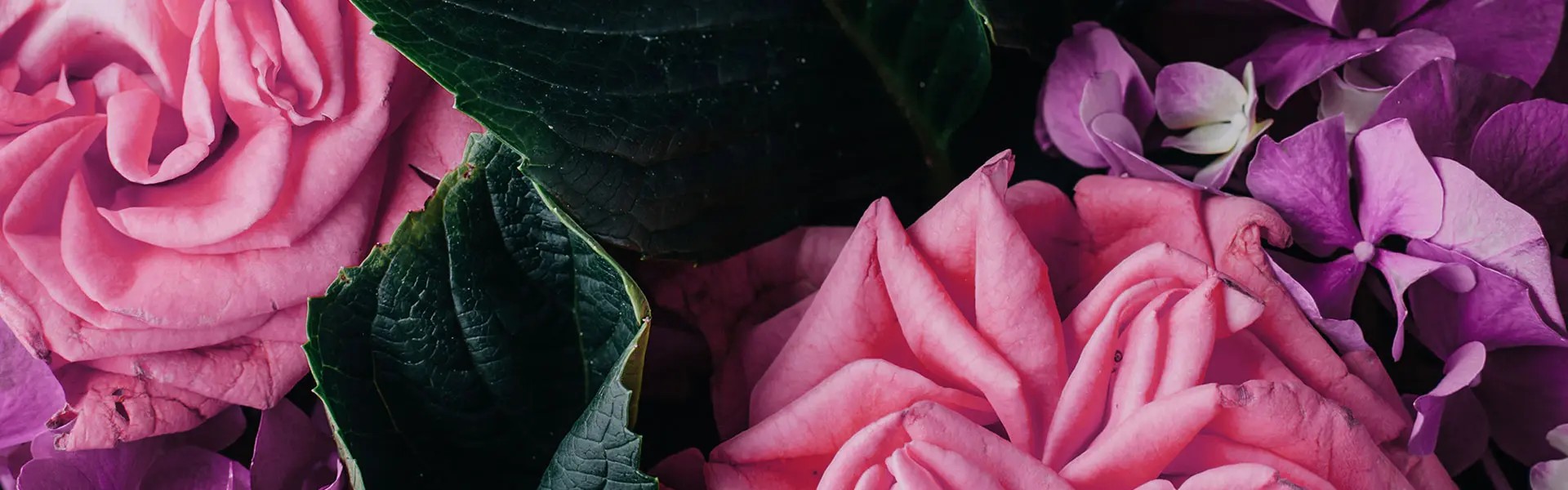 Pink roses