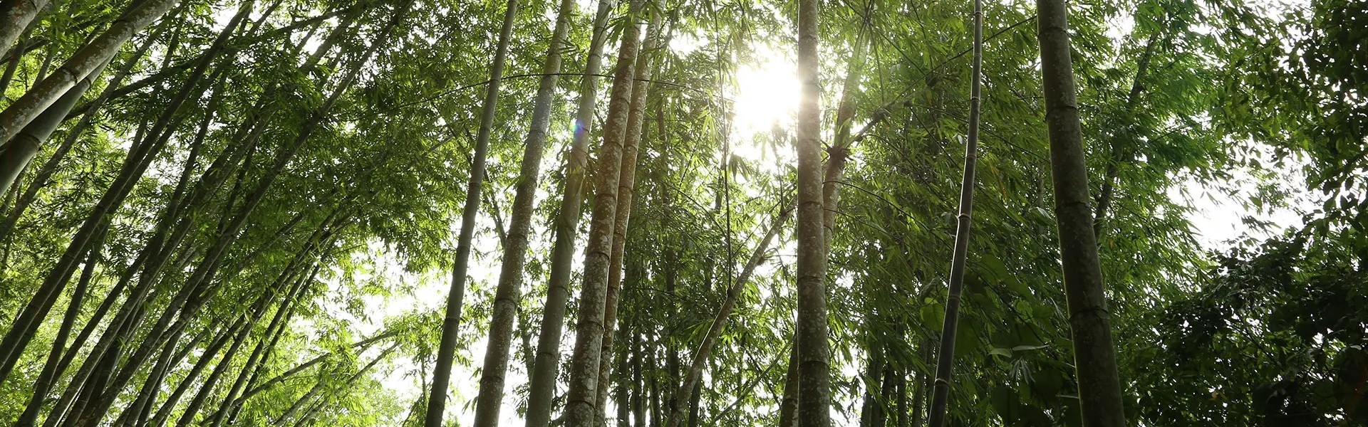 Tall bamboo stalks rise towards the sky, their vibrant green leaves creating a lush canopy. Sunlight filters through, casting a warm glow on the scene, evoking a sense of tranquility.