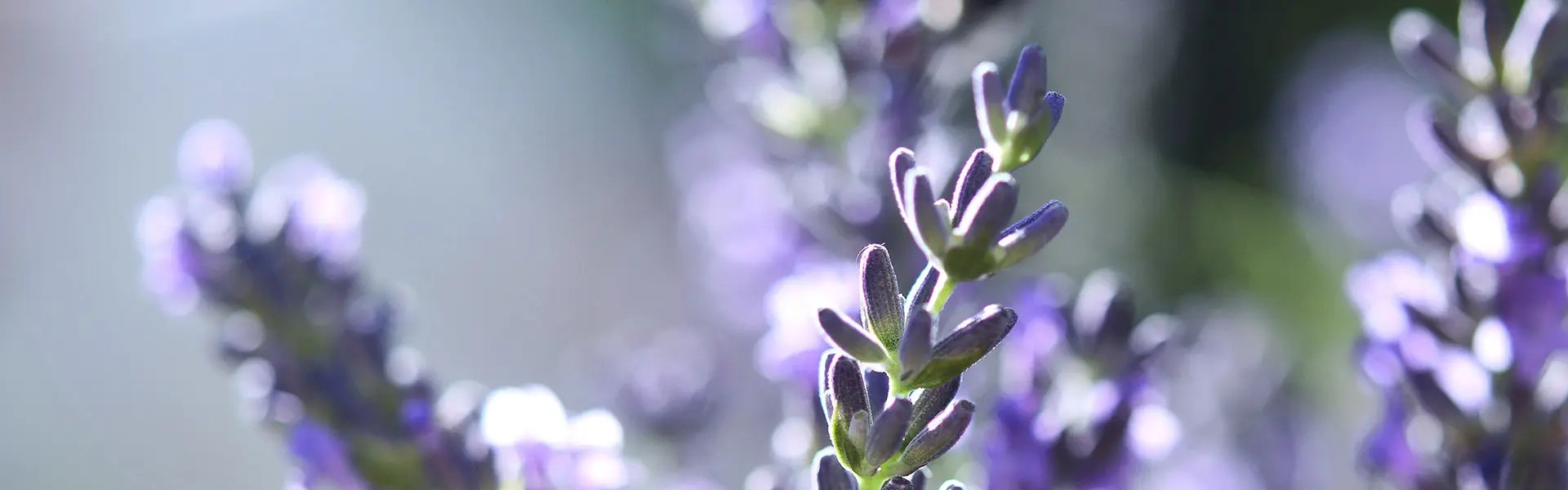 Delicate sprigs of lavender in shades of purple are highlighted in sunlight, creating a soft, dreamy atmosphere. A blurred background enhances the tranquil scene, with a bee subtly visible.