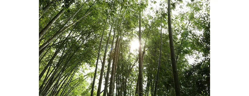Tall bamboo stalks rise towards the sky, surrounded by lush green foliage. Sunlight filters through the leaves, creating a serene and tranquil atmosphere in the forest.