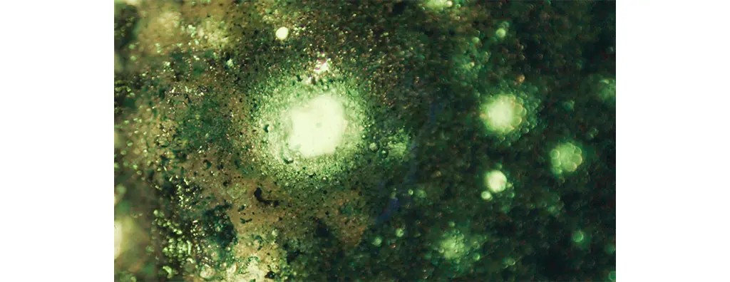 A highly magnified view of a green, textured surface featuring various shades of green, specks, and highlights with a shimmering effect. The image conveys a sense of organic complexity and vibrant colours.