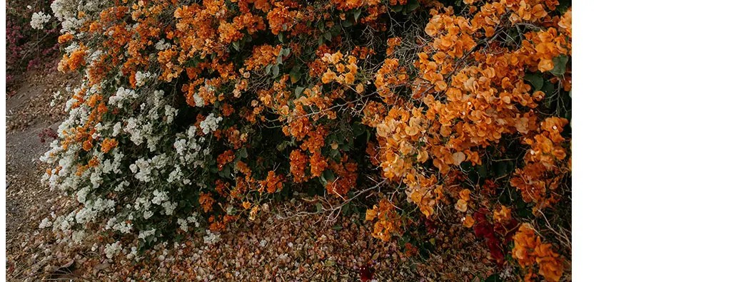 Vibrant orange bougainvillea flowers dominate the scene, mingling with clusters of white blossoms. Below, a carpet of fallen leaves and petals adds texture, creating a natural, colourful landscape.