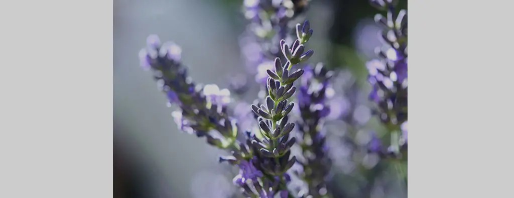 Lavender flowers in various shades of purple are illuminated by sunlight, creating a soft, dreamy atmosphere. A bee hovers nearby, adding life to the serene setting.