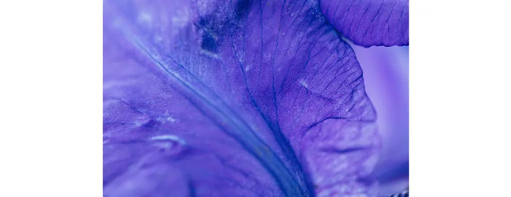 Close-up view of a vibrant purple flower petal, showcasing intricate veining and textures. The image exudes a sense of softness and natural beauty.
