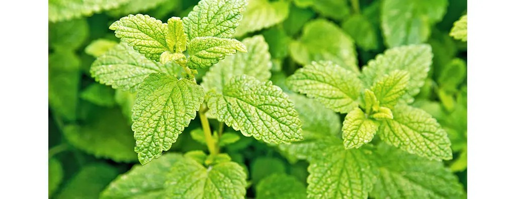 Lush green leaves of a lemon balm plant fill the image, showcasing their distinct serrated edges and textured surfaces. The bright colours suggest a healthy, thriving plant in a vibrant setting.