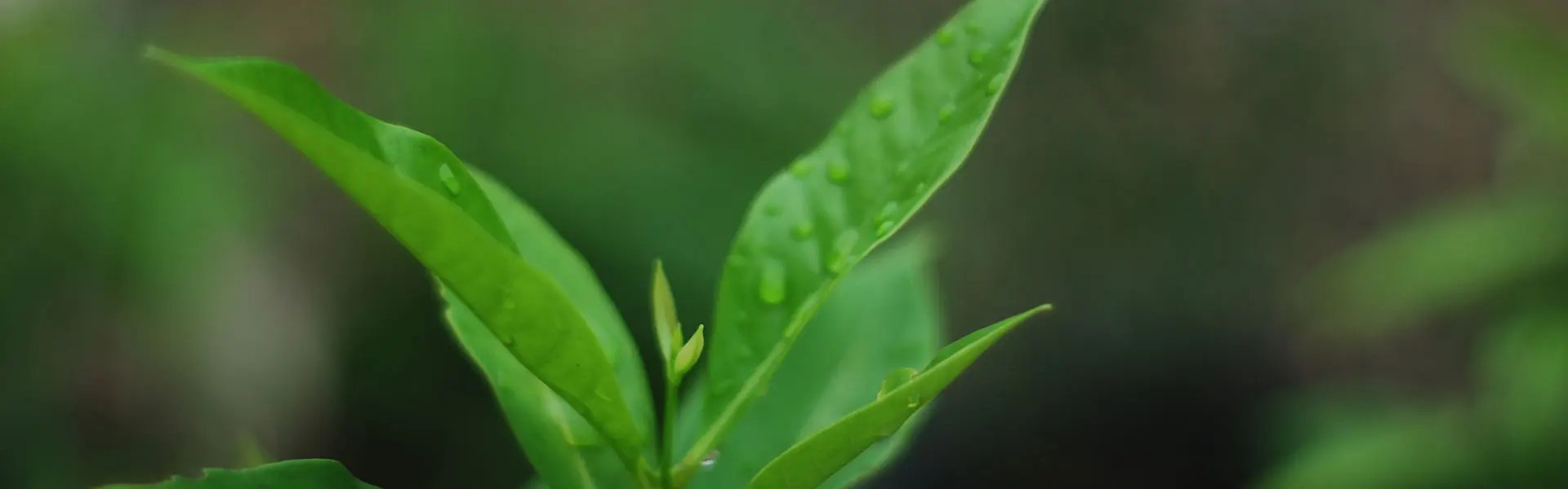 Lush green leaves of petitgrain glisten with raindrops, showcasing vibrant shades of green against a softly blurred background, suggesting a fresh, lively atmosphere.