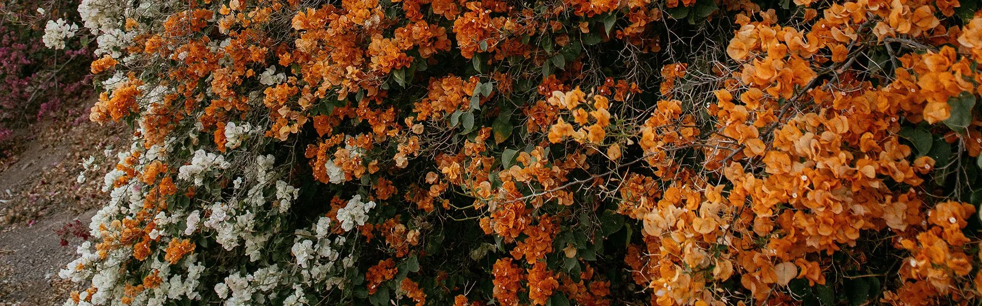 Vibrant orange bougainvillea flowers dominate the scene, mingling with clusters of white blossoms. Below, a carpet of fallen leaves and petals adds texture, creating a natural, colourful landscape.