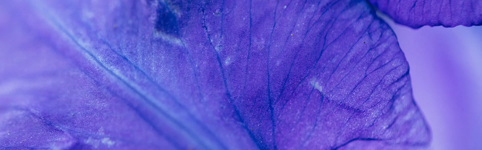 A close-up view of a delicate purple iris flower, showcasing vibrant shades of violet and white, with intricate patterns on its petals. The soft focus creates a serene and calming mood.