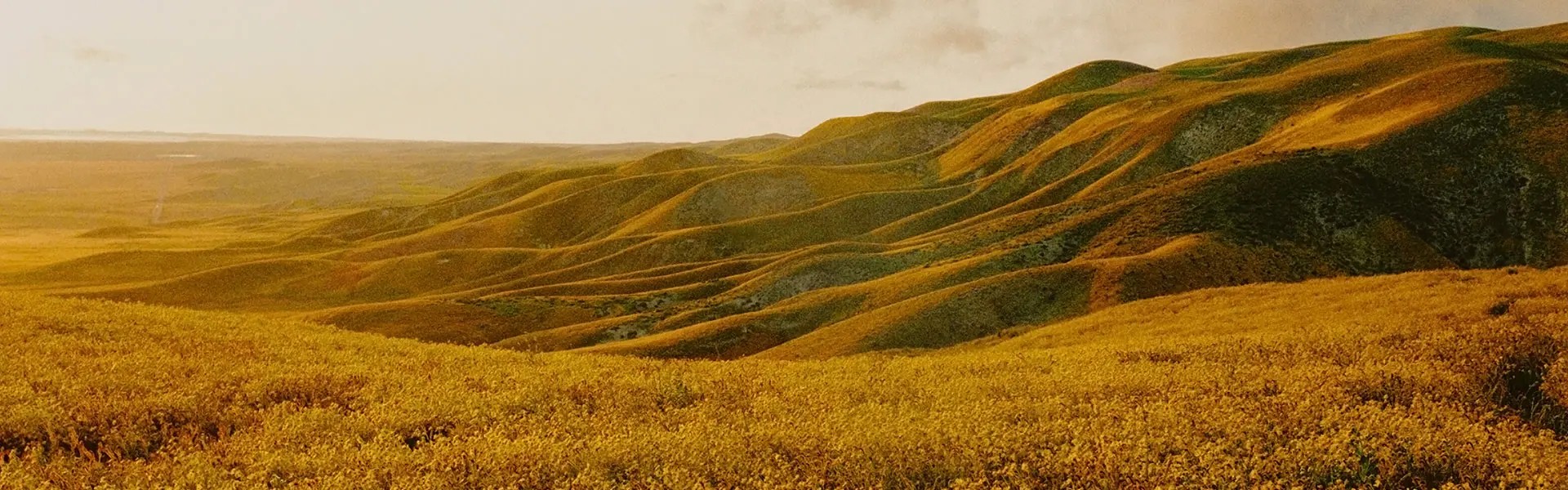 Lush, golden hills stretch into the distance under a soft, cloudy sky. The landscape is dotted with vibrant yellow flowers, creating a serene, picturesque scene.