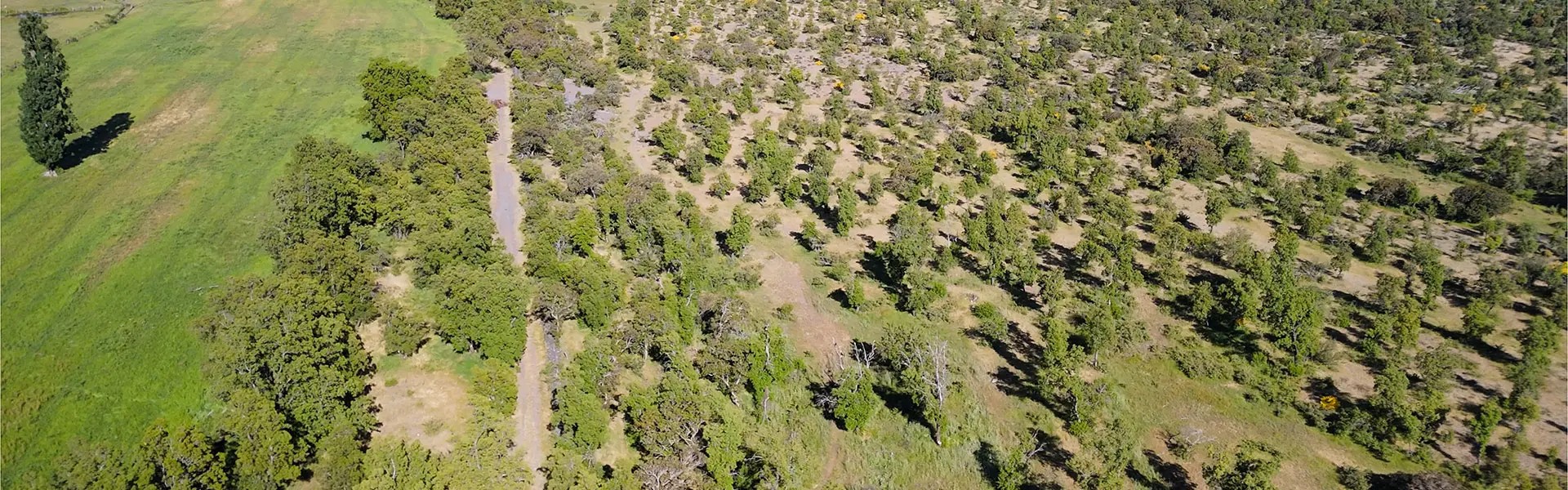 Aerial view of a diverse landscape featuring green fields and patches of trees, with a river winding through the background. The scene conveys tranquility and natural beauty.